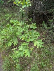 Lonicera utahensis