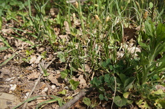 Carex michelii