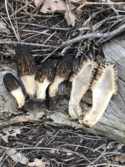 Morchella brunnea