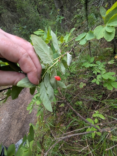 Lonicera utahensis, photograph 2