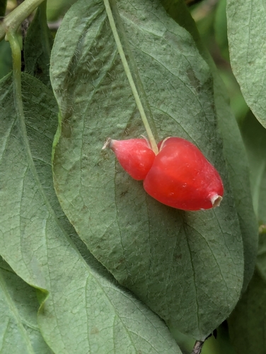 Lonicera utahensis, photograph 3