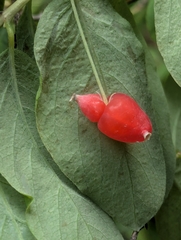 Lonicera utahensis, photograph (c) Eric Watts, some rights reserved (CC BY)