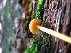 Entoloma luteum