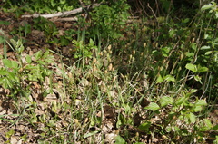 Carex michelii