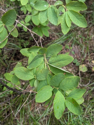 Lonicera utahensis, photograph 4