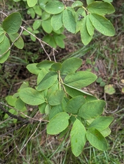 Lonicera utahensis, photograph (c) Eric Watts, some rights reserved (CC BY)