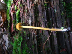 Entoloma luteum
