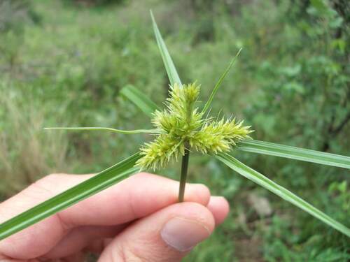 Cyperus aggregatus