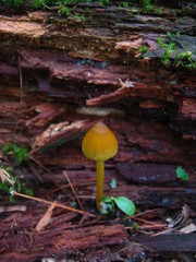 Entoloma luteum