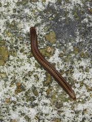 Anaulaciulus tonginus