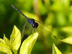Trithemis