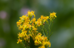 Senecio serra, photograph (c) Daughter Dad, some rights reserved (CC BY)