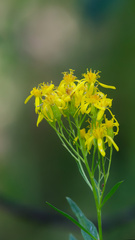 Senecio serra, photograph (c) Daughter Dad, some rights reserved (CC BY)