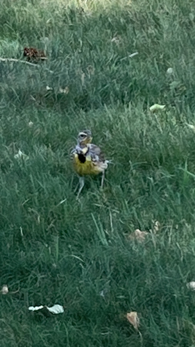 Western Meadowlark