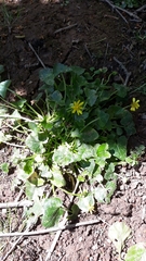 Ficaria verna