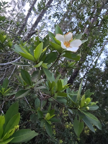 Gordonia lasianthus, photograph 4