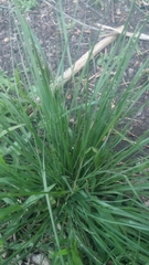 Nassella leucotricha