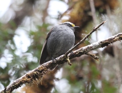 Silvicultrix frontalis