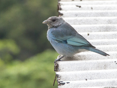 Thraupis glaucocolpa