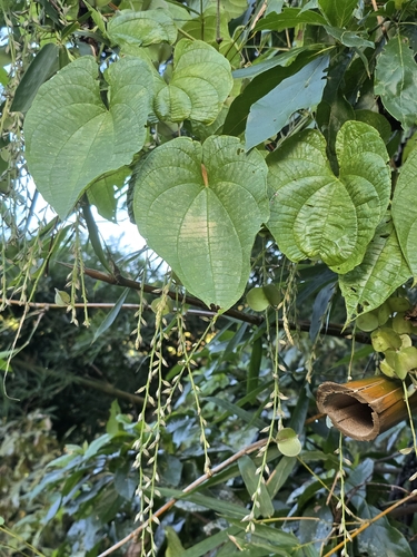 variegated monkey ball vine