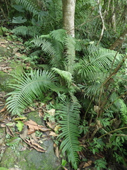 Sphaerostephanos taiwanensis