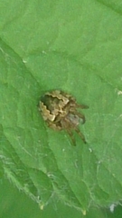 Araneus grossus
