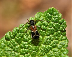 Phymatodes alni