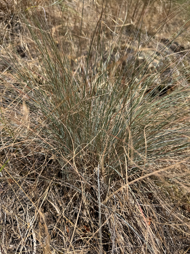 Festuca idahoensis observed 2026-07-24