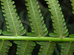 Sphaerostephanos taiwanensis