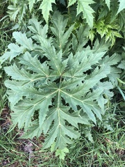 Heracleum mantegazzianum