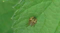 Araneus grossus