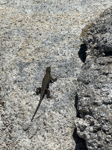 iNaturalist observation photo of Western Fence Lizard