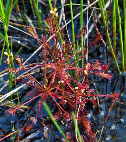 Drosera intermedia
