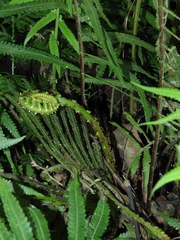 Sphaerostephanos taiwanensis