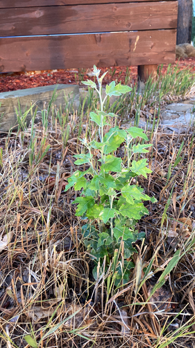 white poplar