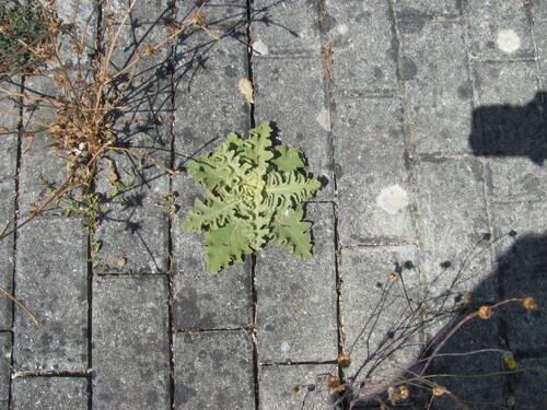 wavyleaf mullein (Verbascum sinuatum)