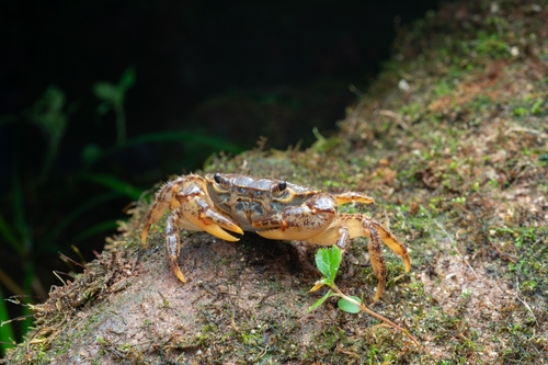 Longpotamon cladopodum
