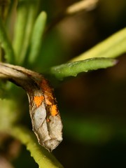 Coleosporium senecionis