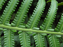 Sphaerostephanos taiwanensis