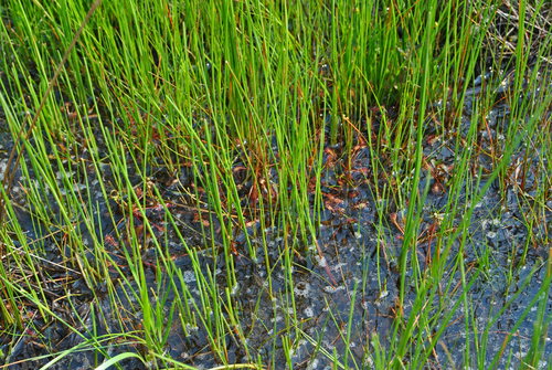 Drosera intermedia
