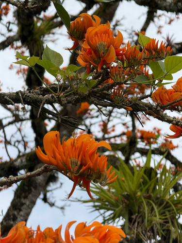 Erythrina poeppigiana, photograph 3