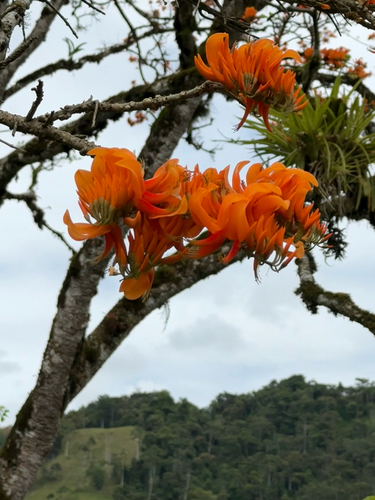 Erythrina poeppigiana, photograph 4