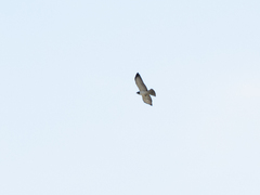 Buteo brachyurus
