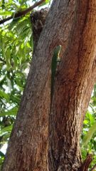 Anolis cuvieri