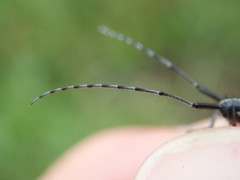 Agapanthia cardui