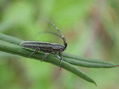 Agapanthia cardui