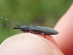 Agapanthia cardui
