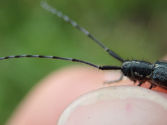 Agapanthia cardui