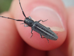 Agapanthia cardui