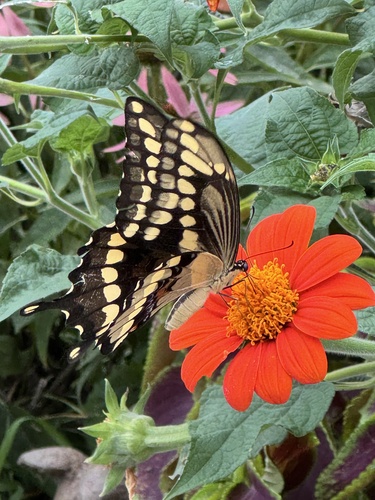 Eastern Giant Swallowtail